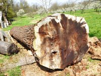 11 Cerisiers en fleurs dans l&#39;Ortenau Mösbach 10 04 2016 99